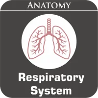 Respiratory System